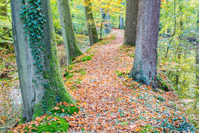 秋天与山毛榉和橡木树树干沿着水森林