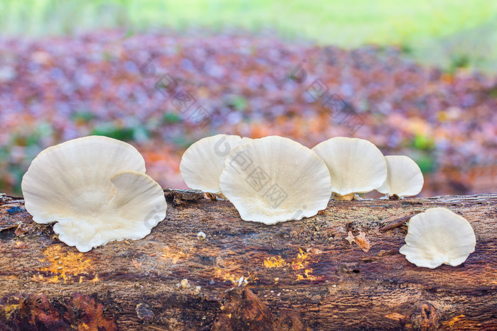 平白色蘑菇日益增长的树树干森林