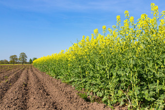 荷兰景观与耕种场和黄色的盛开的场油菜籽植物