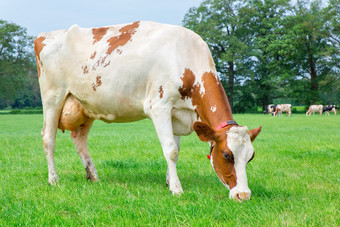 一个荷兰牛奶牛吃草绿色牧场