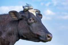 肖像头黑色的欧洲牛奶牛和蓝色的天空