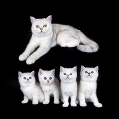 白色妈妈。猫与巢四个小猫孤立的黑色的背景
