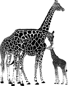 成人长颈鹿和婴儿长颈鹿