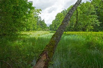 自然储备鲍里图霍尔斯基国家公园视图的池塘而且<strong>湿地森林</strong>