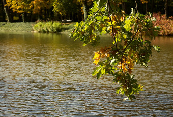皇家公园autumnOctoberAutumn分支与橡木叶子背景waterHorizontal视图
