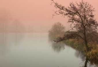 照片日出在的森林池塘波兰11月秋天非常密集的雾神秘的和神秘的大气与的使用特殊的过滤器特殊的影响水平视图