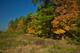 景观视图的边缘的森林与色彩斑斓的秋天叶子片段草地与清晰的蓝色的天空10月秋天波兰