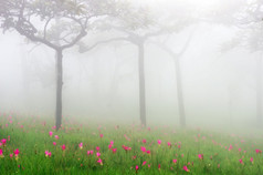 暹罗郁金香粉红色的布鲁姆季节早....雾森林泰国暹罗郁金香花