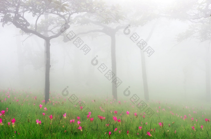 暹罗郁金香粉红色的布鲁姆季节早....雾森林泰国暹罗郁金香花