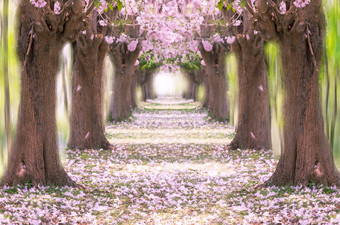 的浪漫的隧道粉红色的花树粉红色的小号树浪漫的隧道
