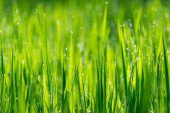 软焦点摘要特写镜头黄色的绿色大米场草细节自然新鲜的小麦草有机与下降露水日益增长的自然摘要绿色自然