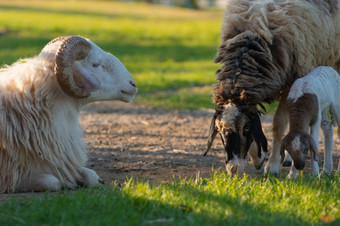可爱的羊家庭父母和孩子们的绿色草地的太阳得到温暖的羊场