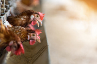 母鸡和鸡蛋鸡<strong>农场</strong>笼子里关闭鸡行业软焦点高iso母鸡和鸡蛋鸡<strong>农场</strong>