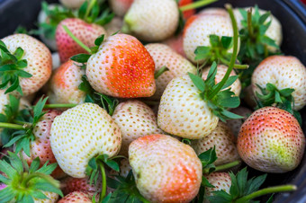 新鲜的草莓水果和准备好了吃从的农场新鲜的草莓水果