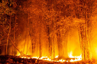 森林火野火燃烧树红色的和橙色颜色晚上的森林晚上北泰国森林火野火