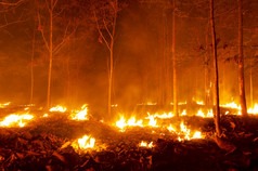 森林火野火燃烧树红色的和橙色颜色晚上的森林晚上北泰国森林火野火