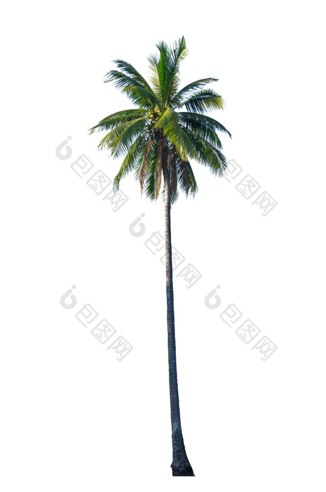 椰子树孤立的白色与剪裁路径椰子树孤立的