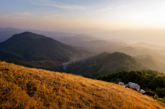 美丽的夏天景观山范围与放牧牛金黄色的草地的谷和山峰的背景二鸡受欢迎的旅游吸引力美在香港儿子泰国美丽的景观山和牛
