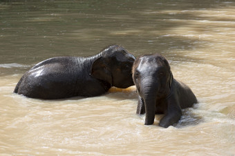 两个婴儿大象戏剧与<strong>水</strong>年轻的大象有有趣的与<strong>水</strong>大象<strong>浴</strong>