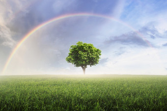 彩虹后的雨的天空在的美丽的绿色草地与孤独的树彩虹与草地