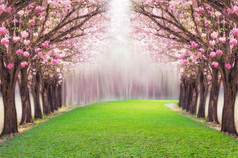 的浪漫的隧道粉红色的花树粉红色的小号树浪漫的隧道