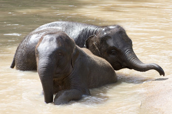 两个婴儿大象戏剧与水年轻的大象有有趣的与水大象浴