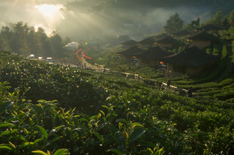 早....茶种植园禁止癌症泰国中国人结算美在香港儿子省北部泰国早....茶种植园