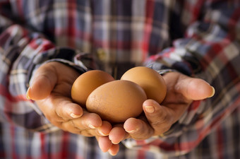 新鲜的有机鸡蛋的手农民新鲜的有机鸡蛋