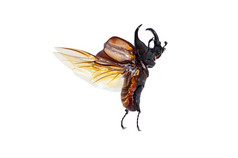 犀牛甲虫发电机科的白色背景昆虫角的头黑色的闪亮的棕色（的）犀牛甲虫