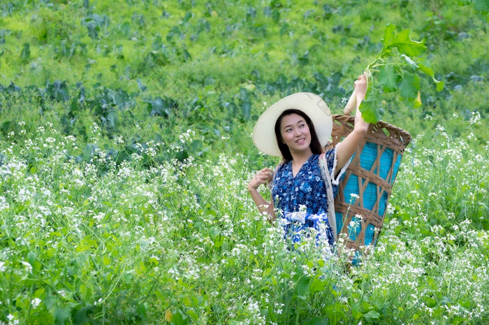 年轻的农民幸福的挑选有机萝卜新鲜的花园有机农业挑选有机萝卜