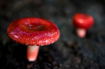 美丽的红色的蘑菇多雨的季节可以使用食物美丽的红色的蘑菇秋天生活的森林北泰国红色的蘑菇森林