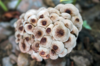 很多宏木蘑菇蘑菇与真菌增长树完整的蘑菇蘑菇背景很多蘑菇