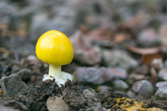 蘑菇的森林森林场景夏天可食用的白色蘑菇黄色的蘑菇生态旅游活动蘑菇挑选黄色的蘑菇