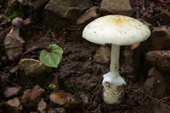 白色蘑菇的森林热带雨林场景可食用的白色蘑菇生态<strong>旅游活动</strong>蘑菇挑选白色蘑菇