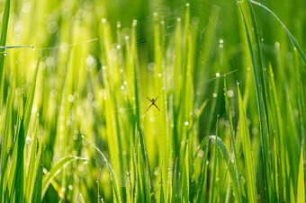 蜘蛛阿吉奥佩橘黄色的覆盖早期早....露水这一般已知的的黄色的花园蜘蛛发现的泰国长满草的区域和灌木大米字段蜘蛛蜘蛛网