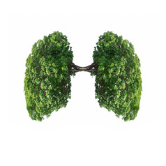 美丽的图像绿色树分支机构形状的就像人类肺孤立的白色背景与剪裁路径树分支机构就像人类肺