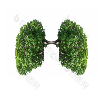 美丽的图像绿色树分支<strong>机构</strong>形状的就像人类肺孤立的白色背景与剪裁路径树分支<strong>机构</strong>就像人类肺