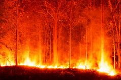 野火森林火燃烧树红色的和橙色高热晚上的森林的山北部泰国软焦点野火燃烧森林