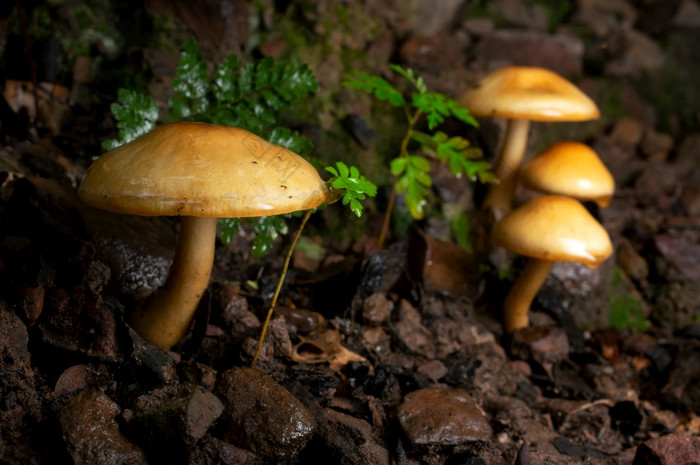 很多宏木蘑菇蘑菇与真菌增长树完整的蘑菇蘑菇背景野生蘑菇木蘑菇