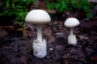 白色蘑菇的森林热带雨林场景可食用的白色蘑菇生态<strong>旅游活动</strong>蘑菇挑选白色蘑菇森林