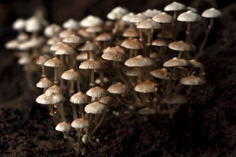 很多宏木蘑菇蘑菇与真菌增长树完整的蘑菇蘑菇背景木蘑菇