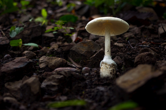 白色蘑菇的森林热带雨林场景可食用的白色蘑菇生态旅游活动蘑菇挑选白色蘑菇