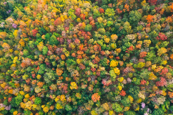 美丽的空中视图厚森林秋天色彩斑斓的森林色彩斑斓的森林