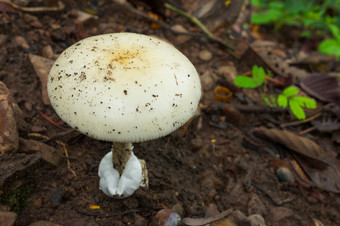 白色蘑菇的森林热带雨林场景可食用的白色蘑菇生态旅游活动蘑菇挑选白色蘑菇