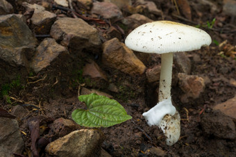 白色蘑菇的森林热带雨林场景可食用的白色蘑菇生态旅游活动蘑菇挑选白色蘑菇