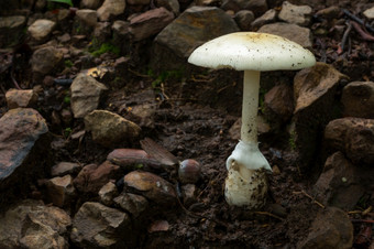 白色蘑菇的森林热带雨林场景可食用的白色蘑菇生态<strong>旅游活动</strong>蘑菇挑选白色蘑菇