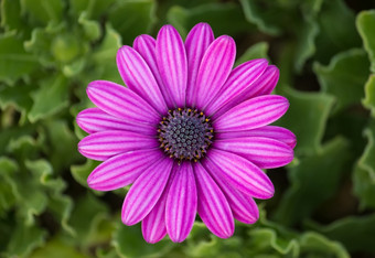 紫色的osteospermum黛西花