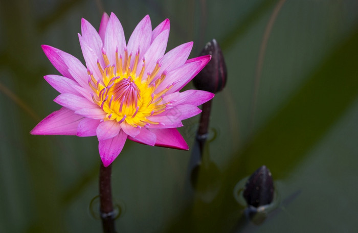 的莲花花池塘图片