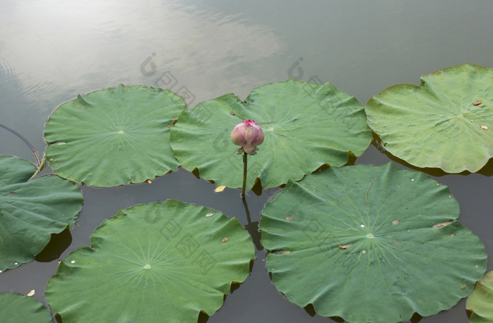 睡莲莲花花池塘