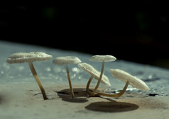野生蘑菇日益增长的在凳子秋天